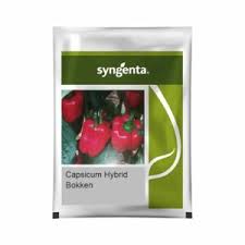 Syngenta Bokken | Capsicum (1000 seed)