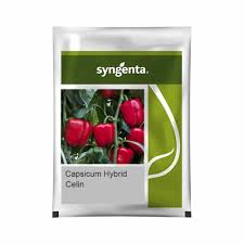 Syngenta Celin | Capsicum (1000 seeds)
