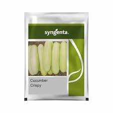 Syngenta Crispy | Cucumber Seeds 25gm