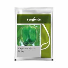 Syngenta Dollar | Capsicum (1500 Seeds)