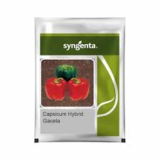 Syngenta Gacela | Capsicum (1000 Seeds)
