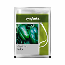 Syngenta Indra | Capsicum (1000 Seeds)
