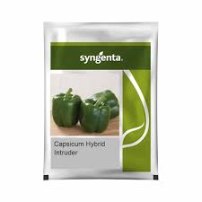 Syngenta Intruder | Capsicum (1000 seeds)