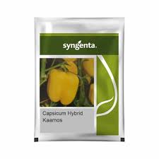 Syngenta Kaamos | Capsicum (1000 Seeds )