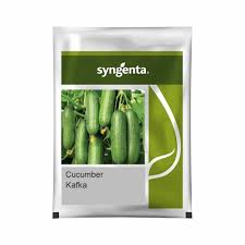 Syngenta Kafka | Cucumber Seeds (1000 seeds)
