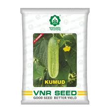 VNR F1 Kumud | Cucumber Seeds  20gm