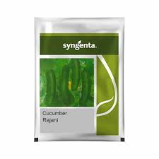 Syngenta Rajani | Cucumber Seeds 25g
