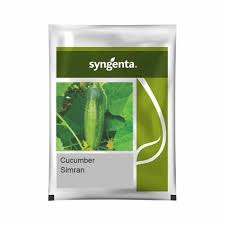 Syngenta Simran | Cucumber Seeds 10g